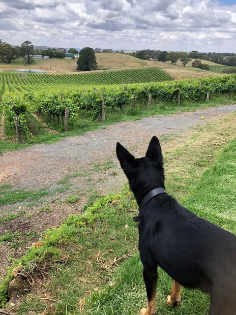 Anderson Hill Cellar Door Restaurant - New Castle Tourism 1