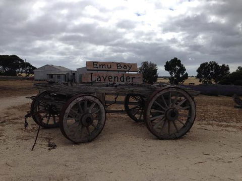 Emu Bay Lavender - Newcastle Accommodation 0
