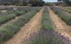 Emu Bay Lavender - thumb 2