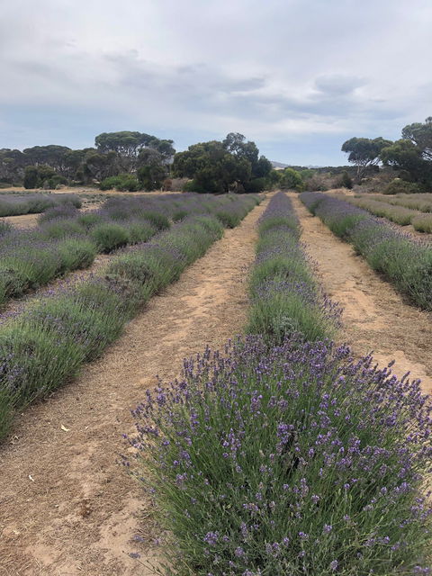 Emu Bay Lavender - Newcastle Accommodation 4