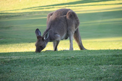 BreakFree Wirrina Cove - Newcastle Accommodation 24