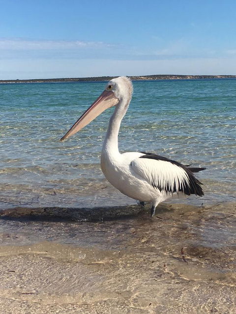 Sail & Anchor - Newcastle Accommodation 2