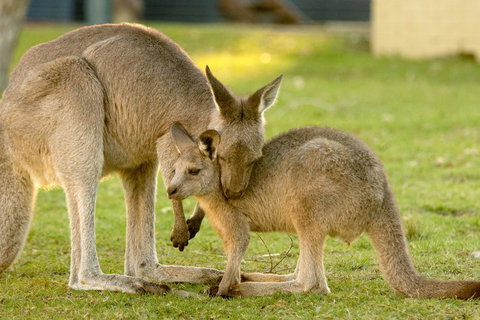 BIG4 Tasman Holiday Parks - Racecourse Beach - Newcastle Accommodation 39