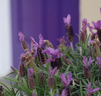 The Purple Door on Seaview - New Castle Tourism