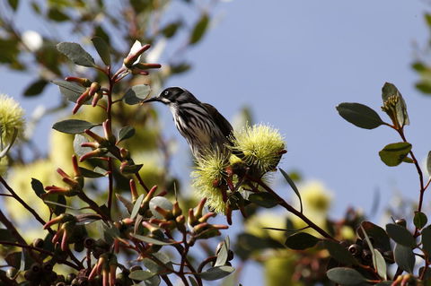 Cape Jervis Holiday Units - Newcastle Accommodation 9