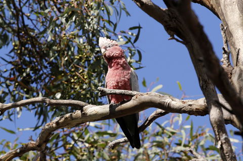 Cape Jervis Holiday Units - Newcastle Accommodation 5