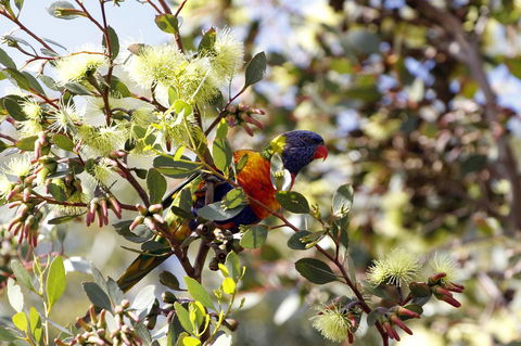 Cape Jervis Holiday Units - Newcastle Accommodation 11