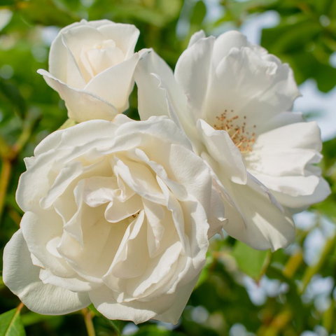 Haven Cottage Kangaroo Island - Newcastle Accommodation 2