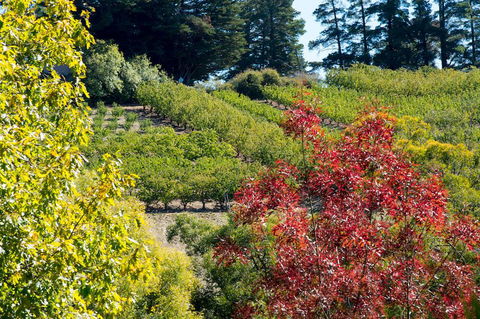 The Manor Basket Range - Newcastle Accommodation 16