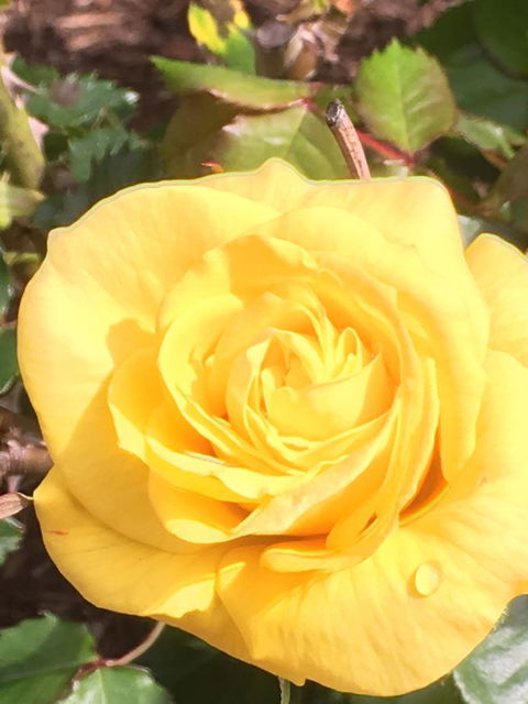 Wine And Roses Bed And Breakfast - New Castle Tourism 41
