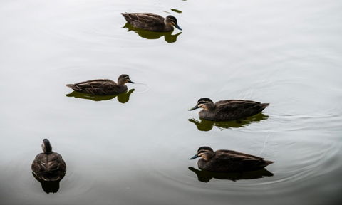 South Shores Yellowfin Villa 96 - South Shores Normanville - Newcastle Accommodation 4