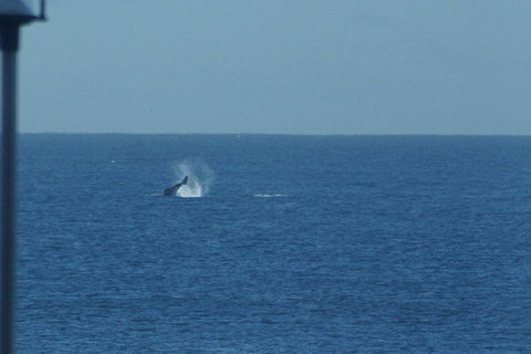 Noah\'s On The Beach - Newcastle Accommodation 13