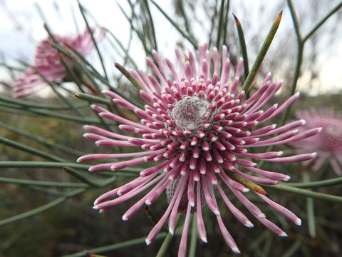 Lazy Lobster Holiday Units & Chalets - Newcastle Accommodation 19