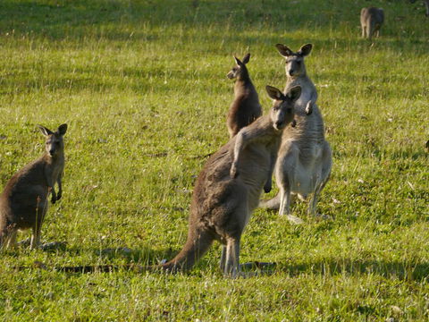 Dungowan Holiday Accommodation - New Castle Tourism 27