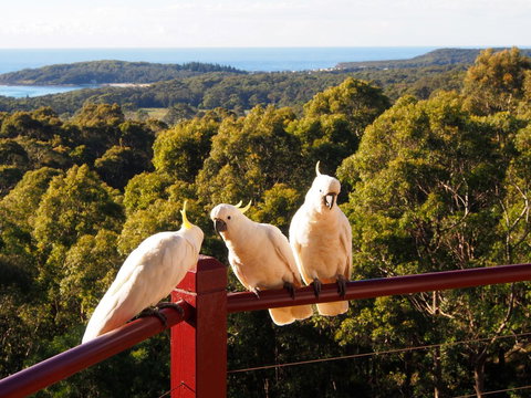 Bundle Hill Cottages - Newcastle Accommodation 2