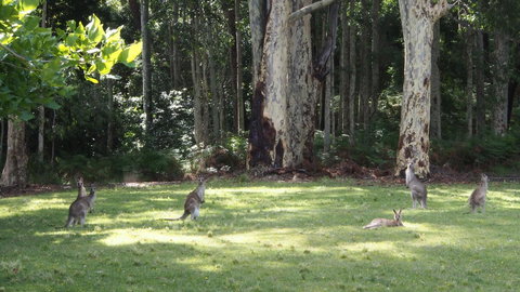 Bundle Hill Cottages - Newcastle Accommodation 15