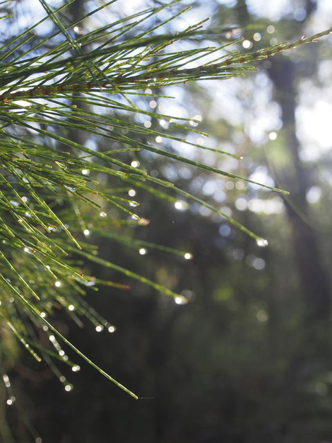 Bundle Hill Cottages - Newcastle Accommodation 5