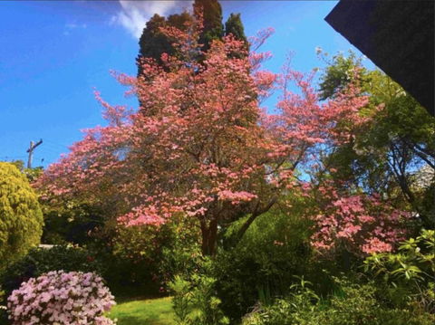 Dangal Gardens - New Castle Tourism 27