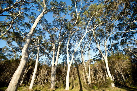 Bush & Bay Cottage - New Castle Tourism 28