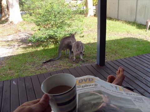 Bush & Bay Cottage - New Castle Tourism 29