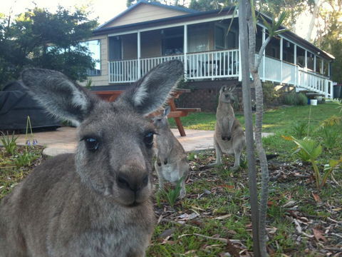 Bush & Bay Cottage - New Castle Tourism 0