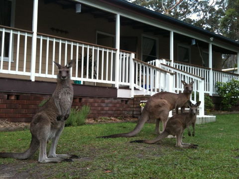 Bush & Bay Cottage - New Castle Tourism 30