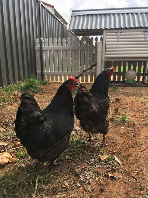 Thelma's Temora - Newcastle Accommodation 13