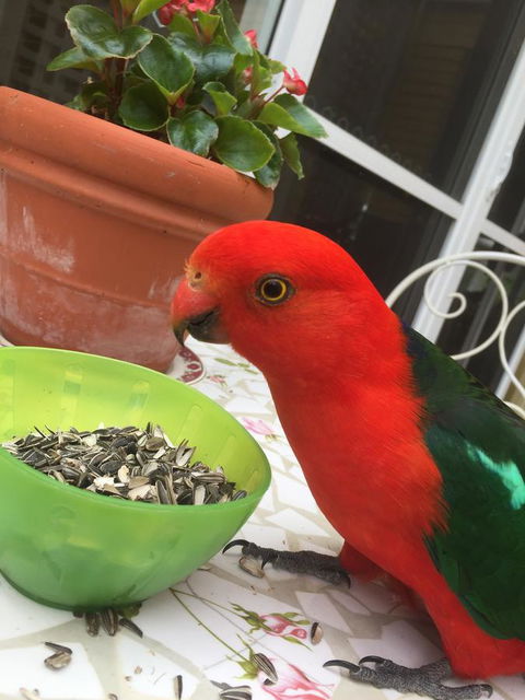 Bundanoon Lodge - Newcastle Accommodation 5