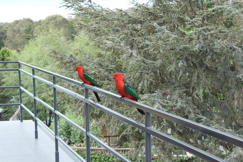Bundanoon Lodge - Newcastle Accommodation 7