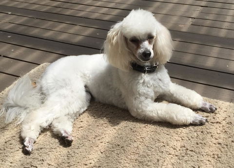 Bundanoon Lodge - Newcastle Accommodation 14