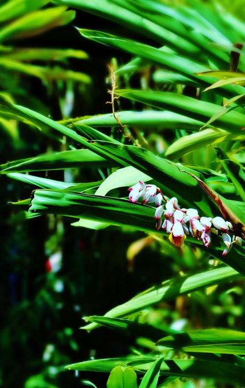 Palms City Resort - Newcastle Accommodation 11