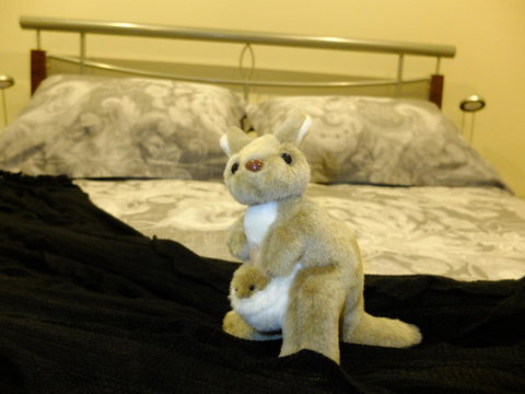 Rock Wallaby - Newcastle Accommodation 17