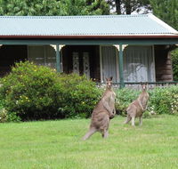 Cedar Lodge Cabins - Newcastle Accommodation