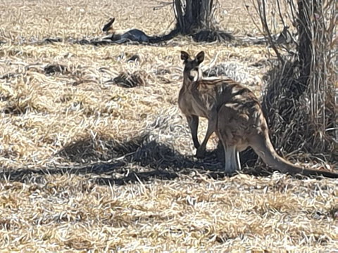 Clansman Motel - Newcastle Accommodation 0
