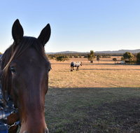 Clydesdale Cottage on Talga with real Clydesdale Horses - Newcastle Accommodation
