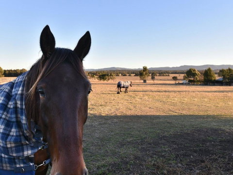 Clydesdale Cottage On Talga With Real Clydesdale Horses - Newcastle Accommodation 0