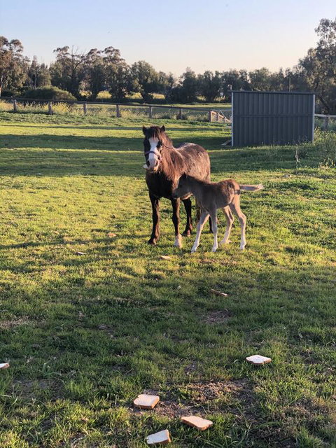 Gibbagunyah Manor - Newcastle Accommodation 1