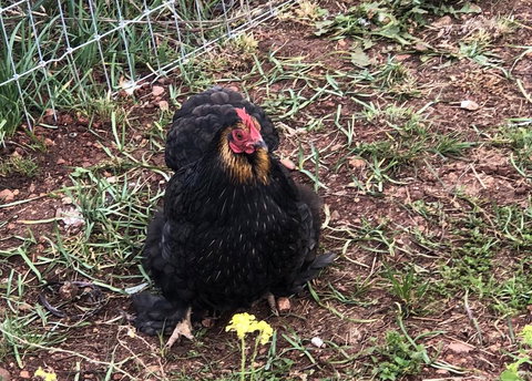 Gibbagunyah Manor - Newcastle Accommodation 2