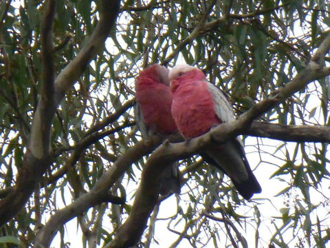 Golfers Retreat Motel - Newcastle Accommodation 3