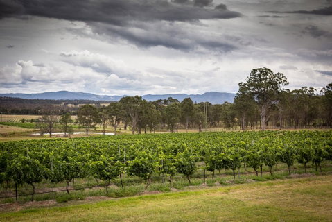 Molly Morgan Vineyard - Newcastle Accommodation 2