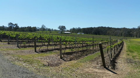 Molly Morgan Vineyard - Newcastle Accommodation 3