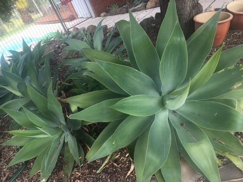 Motel Wingrove - Newcastle Accommodation 2