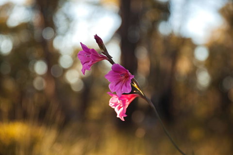 Amaroo Retreat & Spa - Newcastle Accommodation 14