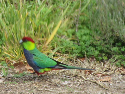 Di's Cabin In Dwellingup - Newcastle Accommodation 26