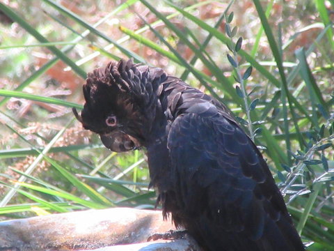 Di's Cabin In Dwellingup - Newcastle Accommodation 24