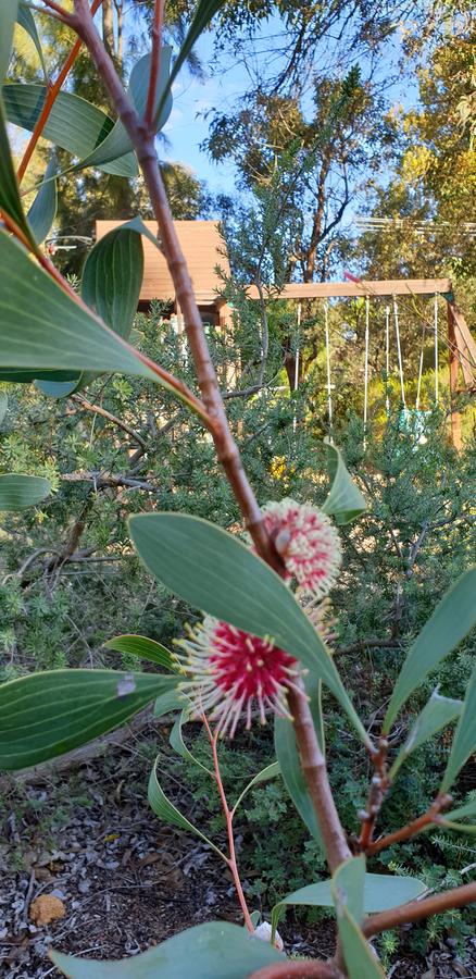 Di's Cabin In Dwellingup - Newcastle Accommodation 4