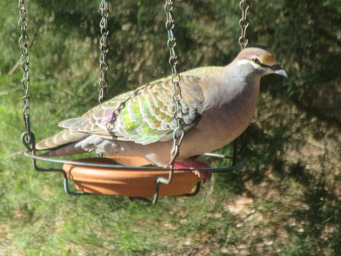 Di's Cabin In Dwellingup - Newcastle Accommodation 25