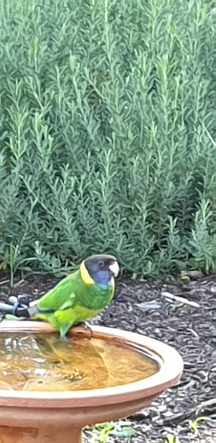 Di's Cabin In Dwellingup - Newcastle Accommodation 23