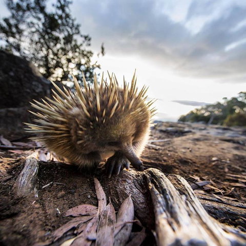 Maydena Chalet - Newcastle Accommodation 38