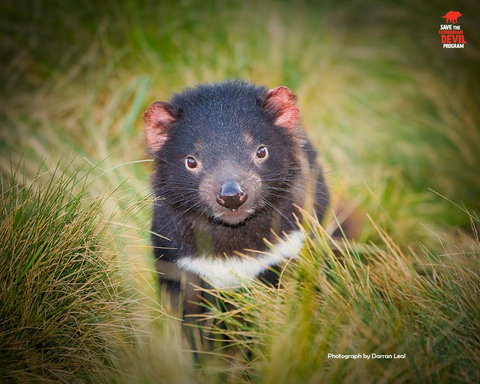 Maydena Chalet - Newcastle Accommodation 34